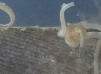 Screen-Shot-2020-12-09-at-12.29.09-PM