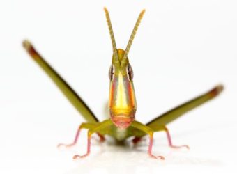 Think You’re Having a Dry Spell? These Grasshoppers Haven’t Banged in 25,000 Years